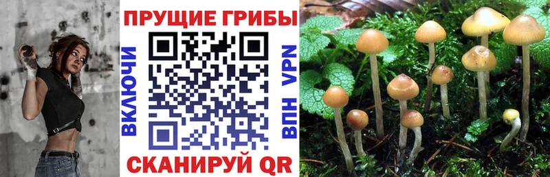 Псилоцибиновые грибы MAGIC MUSHROOMS  Донской 